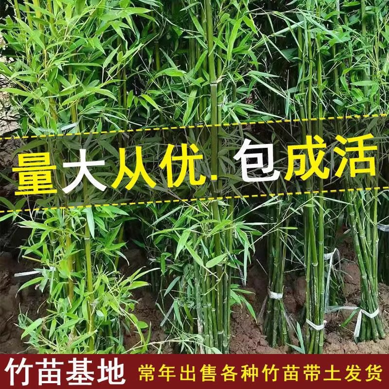四季常青竹子苗庭院室外