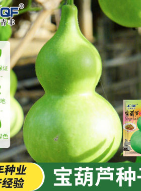 宝葫芦瓜种子食用菜葫芦可观赏可食用葫芦种籽酒葫芦厚肉早生易种