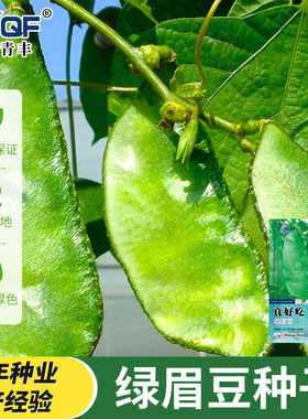 绿眉豆种子猪耳朵扁豆籽种阳台庭院盆栽种植易种高产绿色蔬果种籽