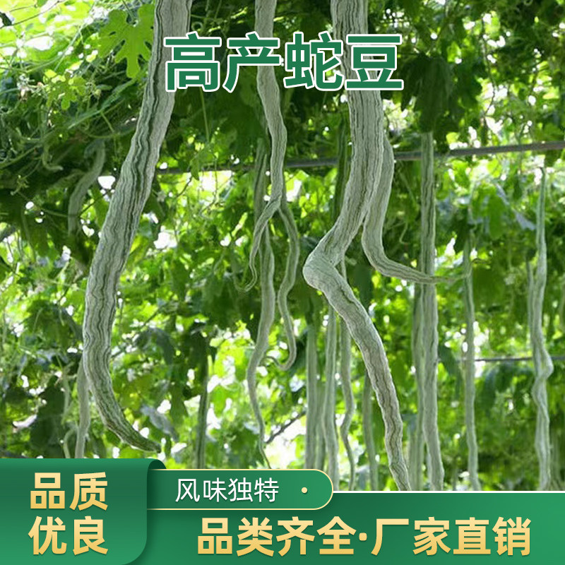 蛇豆种子蛇瓜春四季盆栽观赏食用葫芦阳台庭院种籽龙豆角蔬菜种子