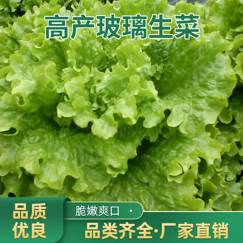 玻璃生菜种子种籽孑阳台种菜四季盆栽莱种春季沙拉蔬菜孑仔菜籽子
