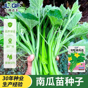 南瓜苗种子专吃藤茎嫩叶秋四季蔬菜种孑阳台盆栽田园特色蔬菜种孑