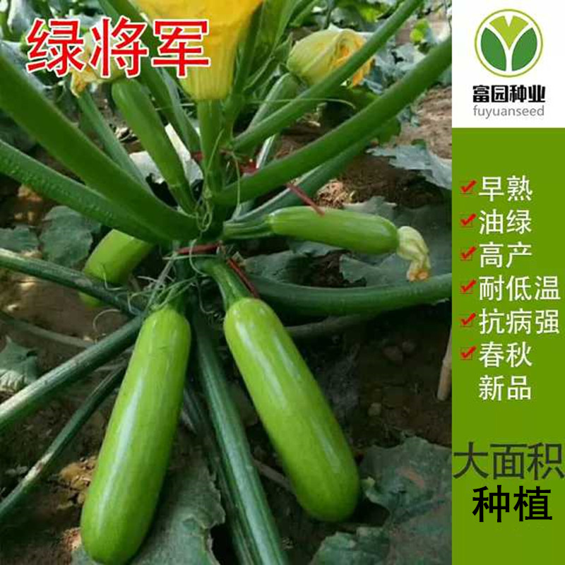 西葫芦种子耐寒早春冬季蔬菜籽高产耐低温抗病绿油亮进口角瓜种孑