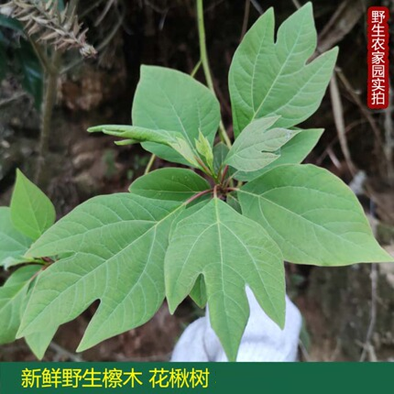 中草药檫树根檫木根枫荷桂花楸树半枫樟桐梓树蔡木天鹅枫新鲜草药