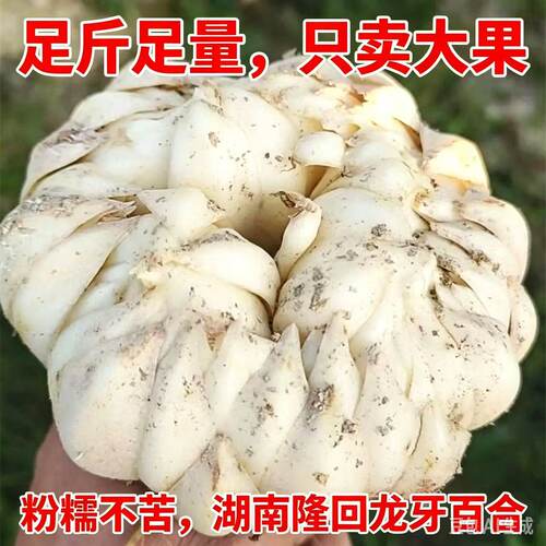 正宗湖南隆回龙牙百合新鲜百合产地现挖粉糯回甘药食同源食用百合