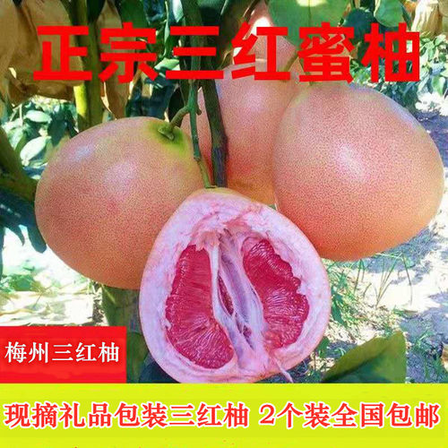 红心柚梅州梅县客家礼品袋蜜柚当季新鲜水果孕妇现摘包邮三红柚子