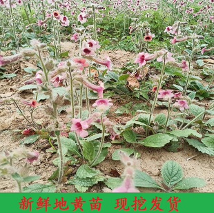 新鲜地黄苗5棵 下单现挖带土现发货 农村整棵地黄苗根种苗包邮