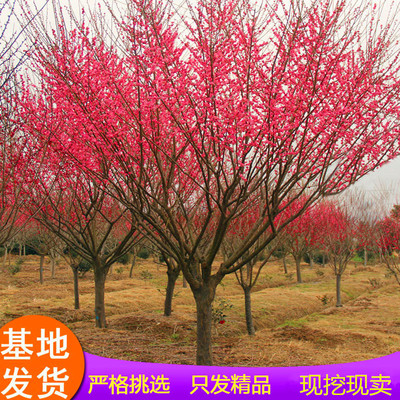 原生骨里红梅花树苗嫁接红梅庭院别墅风景树盆栽工程南方北方耐寒