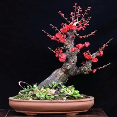 红梅花盆景 红梅花树桩乌梅绿梅 盆栽梅花 腊梅盆景 美人梅盆景