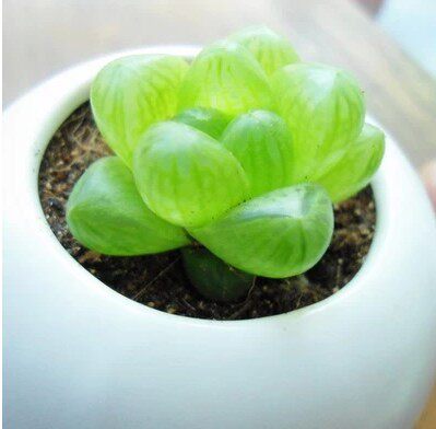 多肉植物 玉露 盆栽仙人水晶冰多肉植物