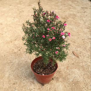 松红梅盆栽 花开三色 澳洲寒梅花苗庭院阳台花卉植物花园耐寒花卉