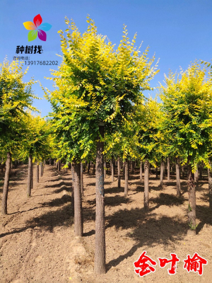 中华金叶榆树苗别墅庭院大型耐寒风景绿化树白榆黄金榆苗榔榆垂榆