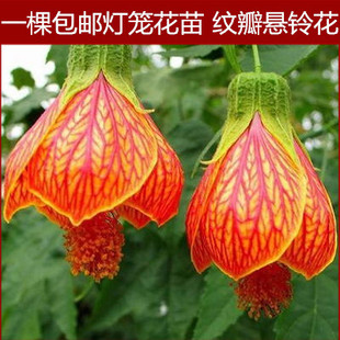 灯笼花 盆栽 风铃扶桑花,纹瓣悬铃花 灯笼花盆栽树苗庭院阳台种植