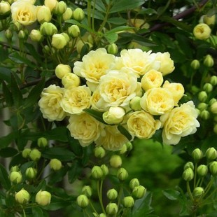 攀援爬藤庭院植物木香花苗七里香十里香蔷薇白木香黄木香阳台盆栽