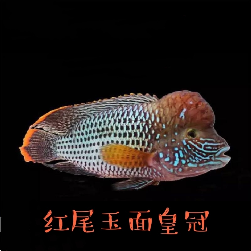 红尾皇冠鱼活体玉面皇冠鱼老寿星鱼蓝面财神中大型热带淡水观赏鱼