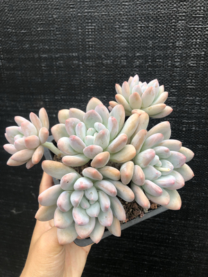 老桩香水大群生多肉精品简单好养橙粉色阳台室内盆栽植物