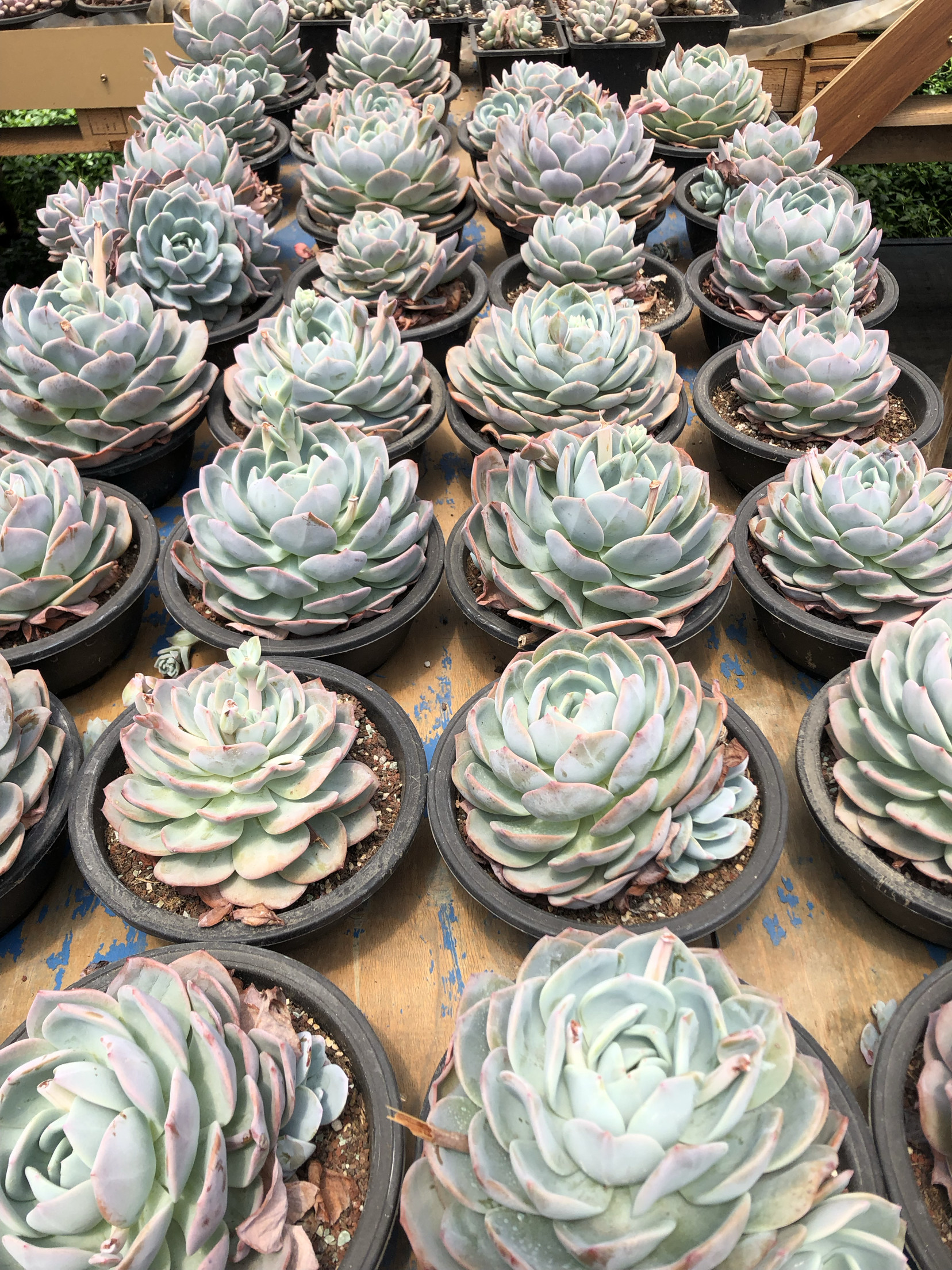 凤橙老桩多肉白凤橙梦露杂交品种大冠幅新手精品稀有好物