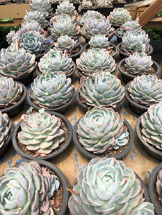 凤橙老桩多肉白凤橙梦露杂交品种大冠幅新手精品稀有好物