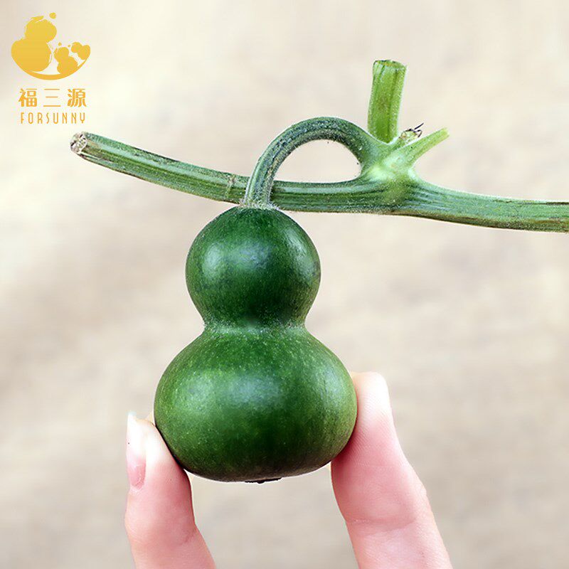 青葫芦墨绿葫芦文玩葫芦青皮手把件天然真葫芦新鲜小手捻翠玉翡翠