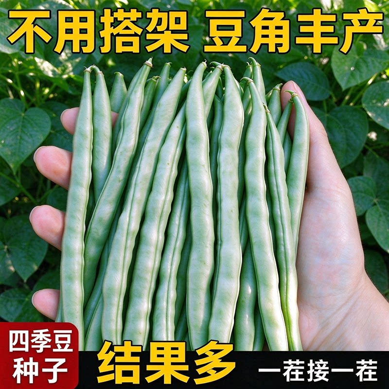 四季豆种子无架矮地豆豇豆架豆免搭架早熟高产阳台盆栽春秋播蔬菜