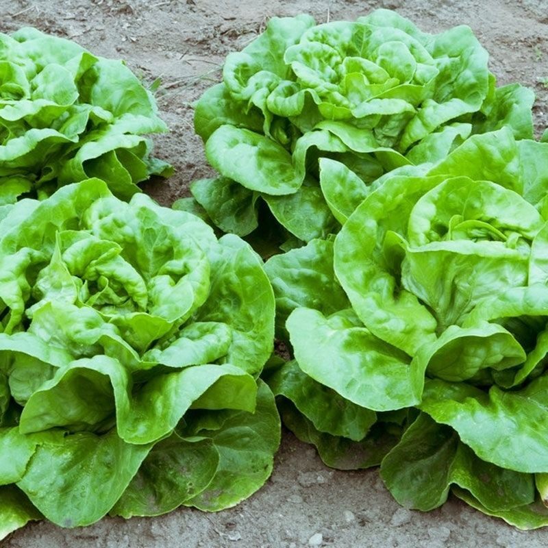 奶油生菜新鲜蔬菜叶菜类生菜生吃凉拌甜脆多汁沙拉菜农家自种生菜