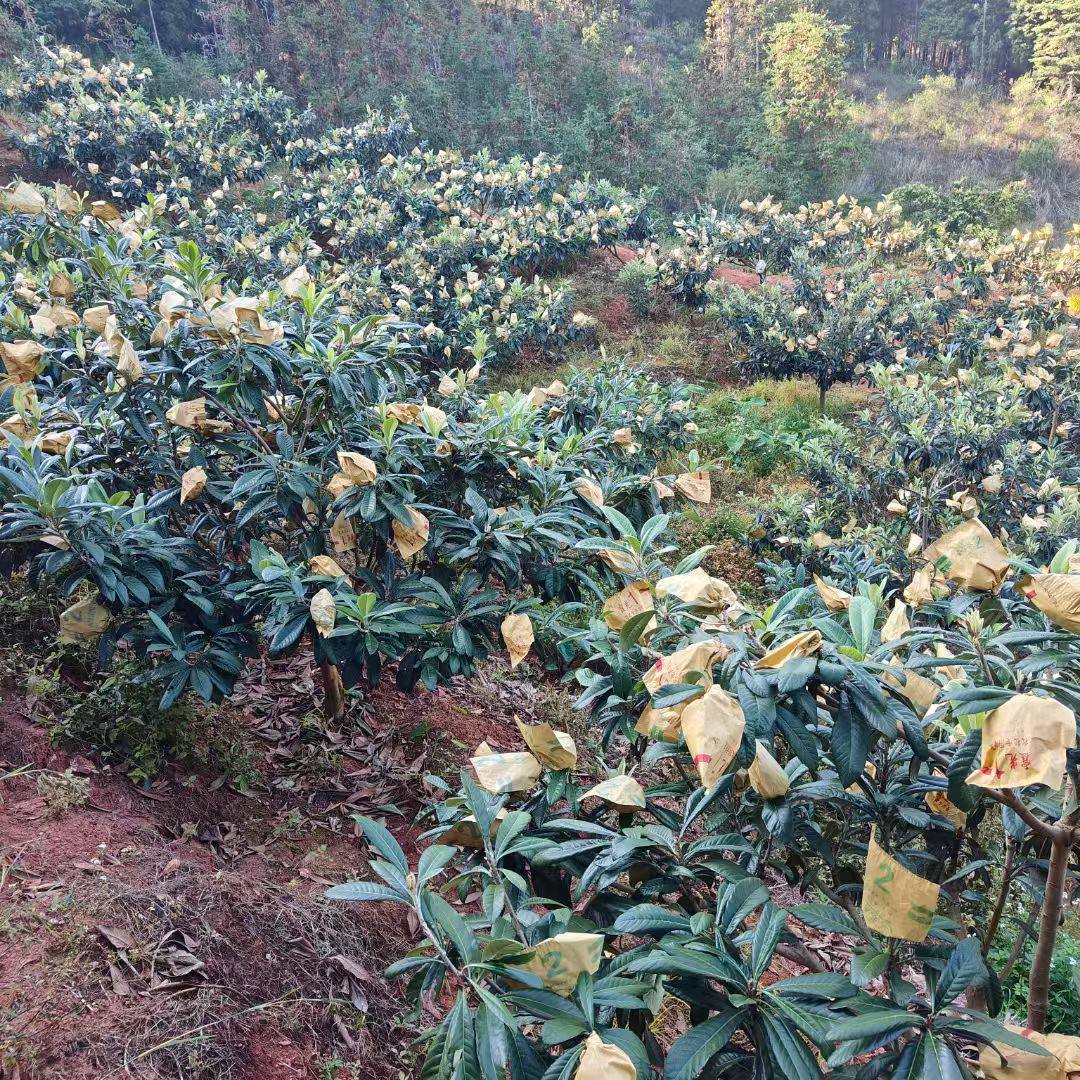 云南蒙自枇杷果新鲜现货当季止咳化痰水果琵琶带箱鲜果批发