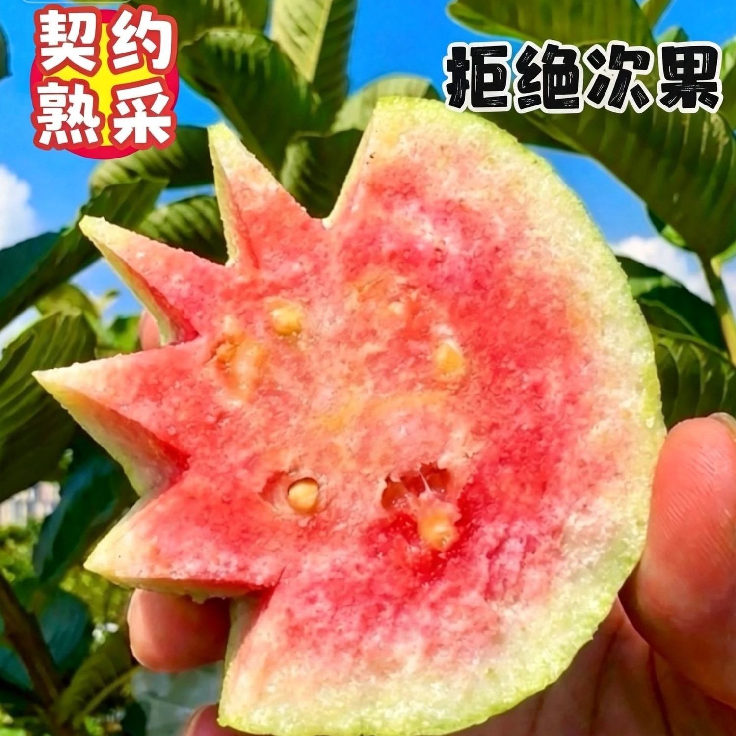 云南正宗红心芭乐大果新鲜孕妇番石榴现摘现发脆甜整箱批发