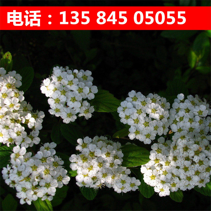 草花种子松果五色金鸡金盏菊黑心矢车绣线日光麦秆花海种子在类目 鲜花速递/花卉仿真/绿植园艺, 花卉/蔬果/草坪种子（新）, 家庭园艺种子中 - 来自Buy2taobao.com提供专业的淘宝代购服务