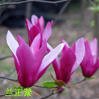 庭院绿化苗木玉兰花树苗红黄白紫玉兰树苗广玉兰花苗紫薇红枫树苗在类目 鲜花速递/花卉仿真/绿植园艺, 花园植物/行道树/果树, 行道树/乔木中 - 来自Buy2taobao.com提供专业的淘宝代购服务