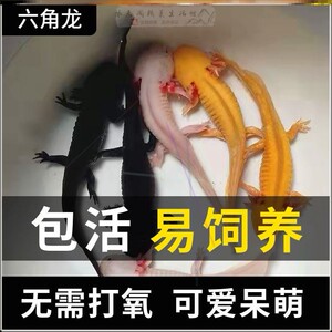 探索神秘的娃娃鱼养殖基地：与大自然共生的秘密