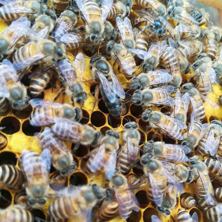 中蜂王优质种蜂王处女王蜜蜂阿坝王开产卵王笼蜂活体蜂群王双色王|msdalam kategori Aksesori Digital 3C, pasaran komponen elektronik, komponen elektronik, Komponen lain - dari Buy2taobao.com untuk memberikan perkhidmatan ejen Taobao profesional membeli