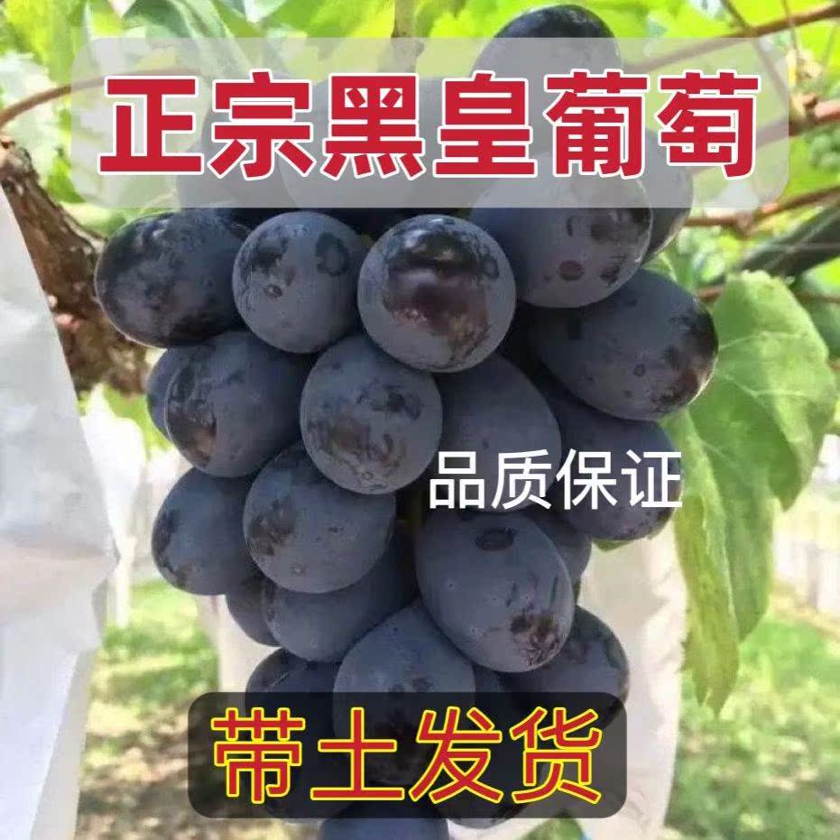 新品种黑皇葡萄苗南北方种植夏黑巨峰红提葡萄苗盆栽地栽带土带叶