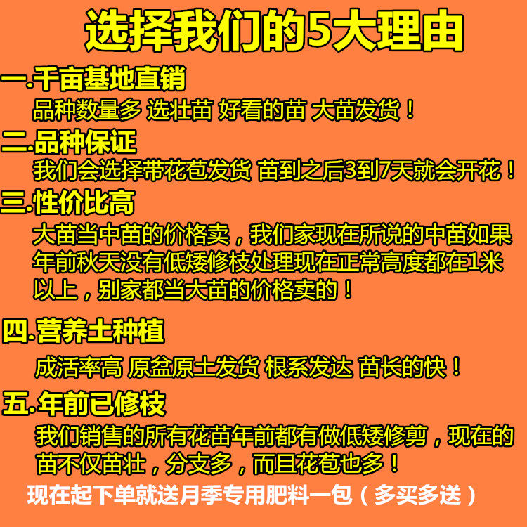 金鸿切花月季 蜻蜓波浪边四季开花浓香插花灌木玫瑰花苗庭院盆栽在类目 鲜花速递/花卉仿真/绿植园艺, 花卉/绿植盆栽（新）, 花卉中 - 来自Buy2taobao.com提供专业的淘宝代购服务