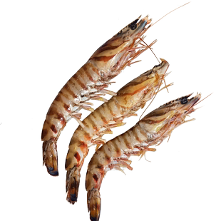 【鲜谏】野生鲜活舟山竹节虾鲜活特大海捕1斤3-4只高端食材