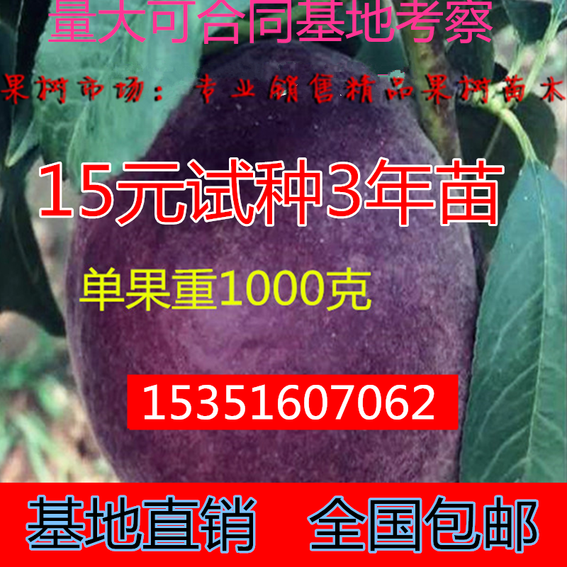 桃树新品种中华黑桃王桃树苗黑桃皇后树苗9-10月成熟南北方种植