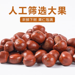 板栗毛栗子生新鲜5斤包邮板粟子锥油栗野生小包邮丹东2019年新货