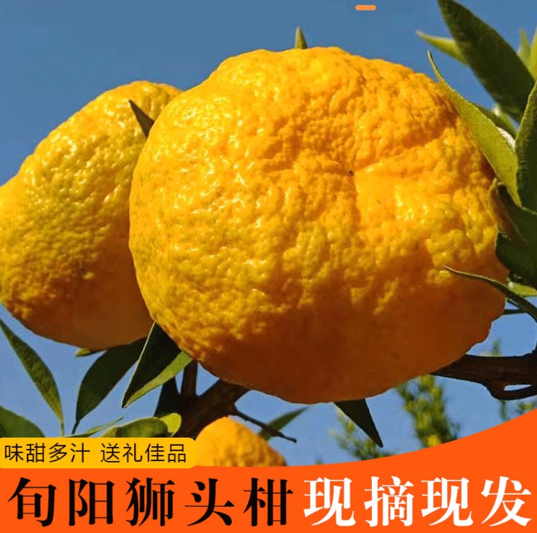 陕西安康旬阳特产狮头柑子皇帝柑新鲜水果现摘10斤直发邮政包邮
