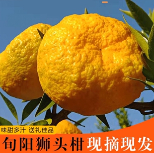 陕西安康旬阳特产狮头柑子皇帝柑新鲜水果现摘10斤直发邮政包邮