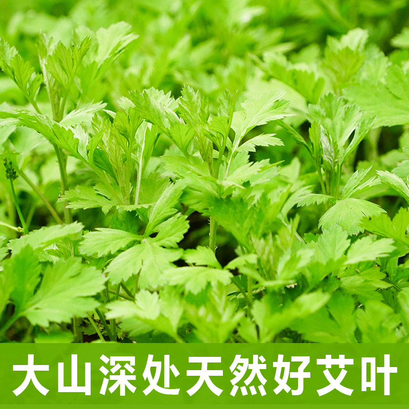 艾草新鲜蔬菜食用野生 陕西艾叶清明草青团草食糍粑篙艾米新鲜