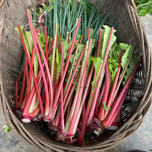 萝卜缨子新鲜农家菜萝卜杆红皮萝卜梗子萝卜菜泡酸菜萝卜杆嫩萝卜