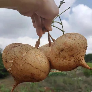 湖北凉薯新鲜现挖白地瓜萝卜农家特产清甜水果沙葛土番薯白心即食