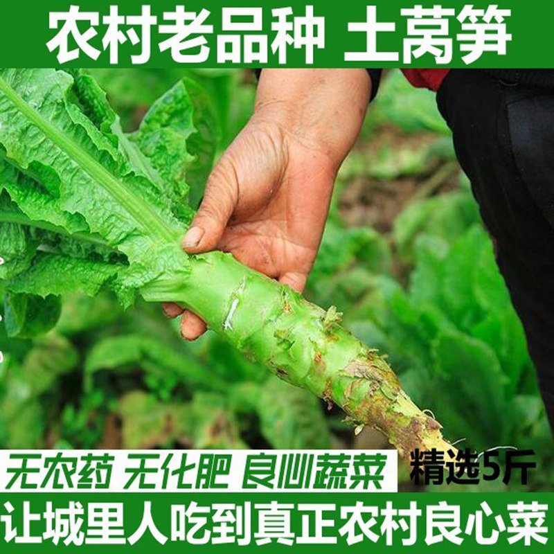湖北农家自种新鲜青莴笋青皮莴笋当季蔬菜青皮莴苣时令农家蔬菜