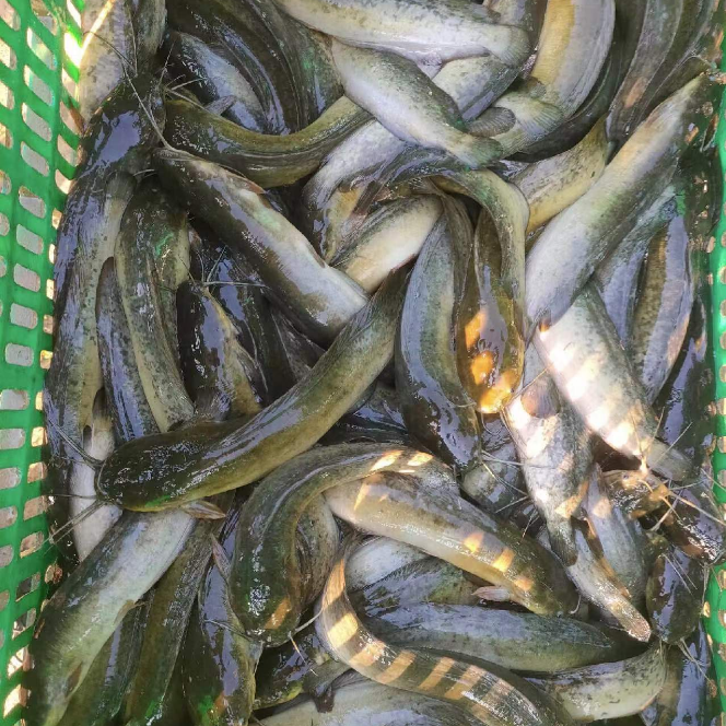 新鲜仔鲢仔鲶小鲶鱼胡子鲶大口鲶鱼本地土鲶鱼河鲶鱼淡水鱼鲜活