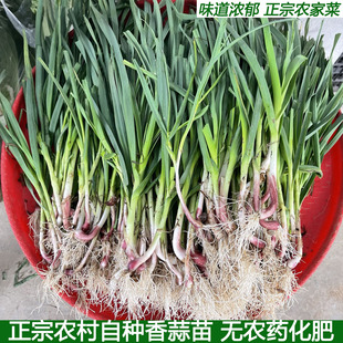 新鲜蒜苗现摘现拔青蒜 蒜苗 鲜嫩脆香 味道浓郁农家蔬菜 炒肉包邮