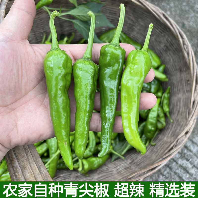 新鲜辣妹子辣椒新鲜香辣绿辣椒青辣椒新鲜农家自种蔬菜辣椒5斤装