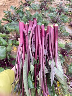 湖北特产农家新鲜打霜红菜苔紫菜薹洪山菜薹蔬菜现摘现发包邮