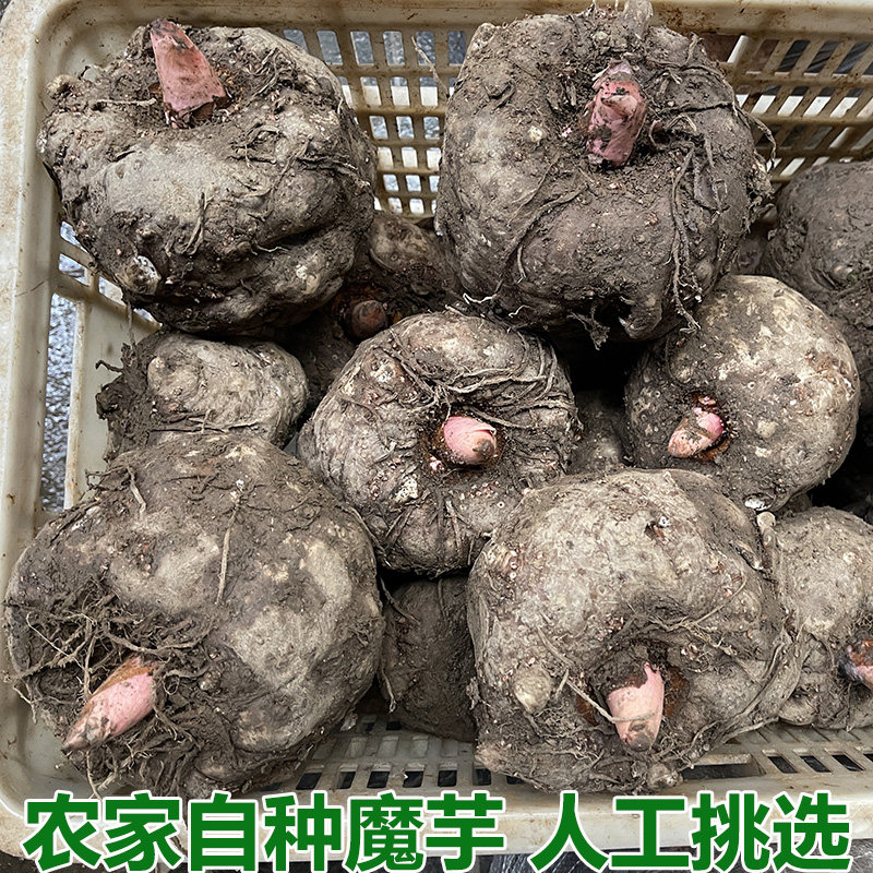 农家自种魔芋新鲜魔芋球