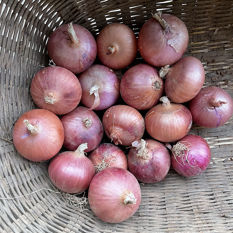 新鲜小洋葱5斤农家种球