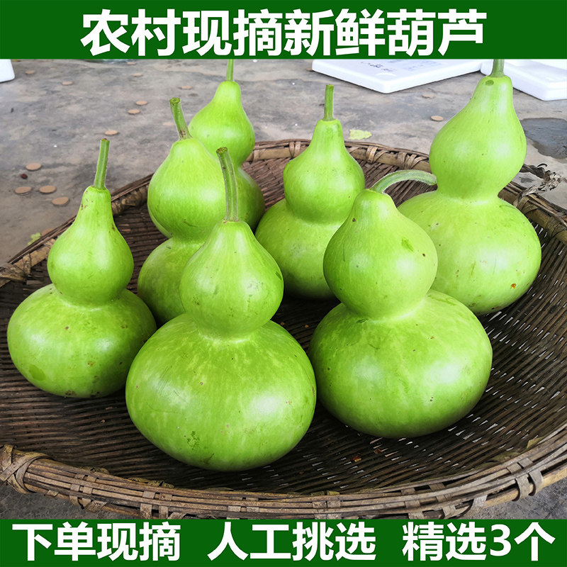 新鲜葫芦瓜农家自种葫芦蒲瓜田蒲酒酒葫芦瓜短瓠瓠瓜葫芦娃包邮