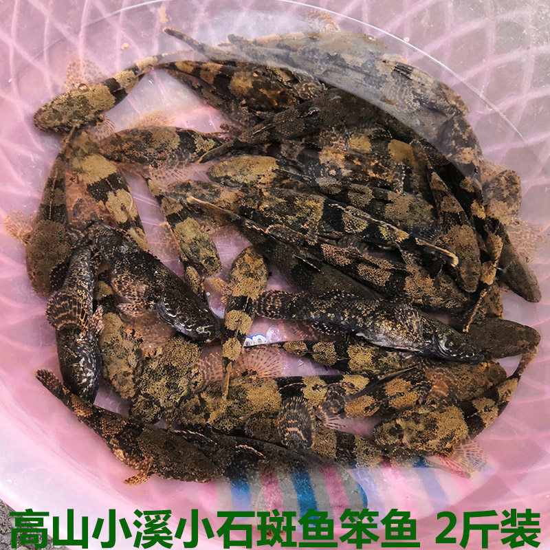 小石斑鱼小鱼现杀发货
